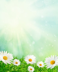 Spring meadow with daisies - 135577957