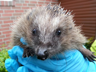 Hedgehog in gloved hands