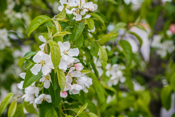 Apple blossom