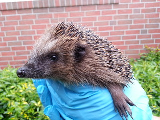 Cute hedgehog in gloved hands side