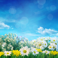 Fototapeta na wymiar Spring flowers with blue sky