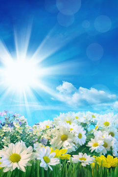 Spring flowers with blue sky