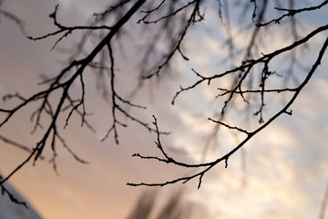 Fototapeta na wymiar bare tree branches against the sky at sunset