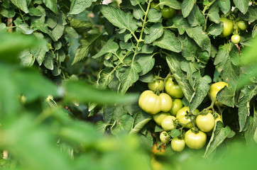 Ripe tomatoes Growing in garden