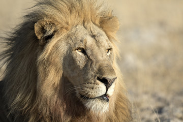 Lion in Etosha National Park.