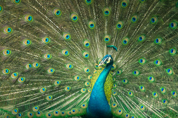 Fototapeta premium close up of peacock showing drametic trail