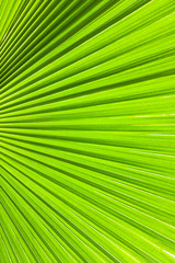 Fototapeta premium Big tropical jungle leaves