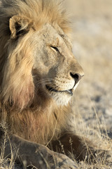 Lion in Etosha National Park.