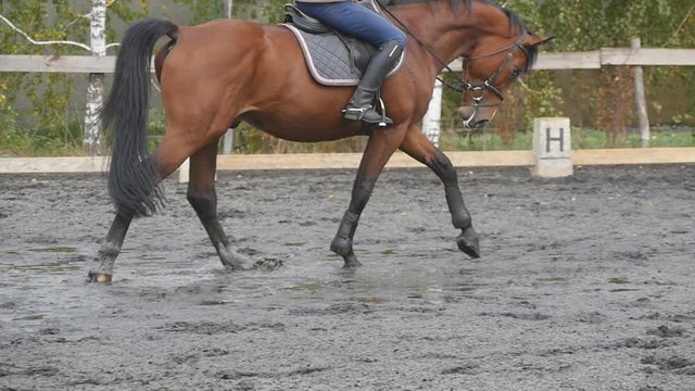 Foot of horse walking on the sand. Close up of legs going on the wet muddy ground at manege at farm. Following for stallion. Close up Slow motion side view