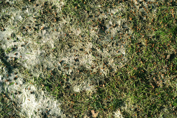 Snow mold on the lawn © 7monarda