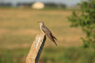 Common Cuckoo / Cuculus canorus
