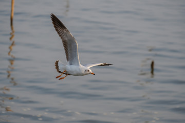 White seagull flying.