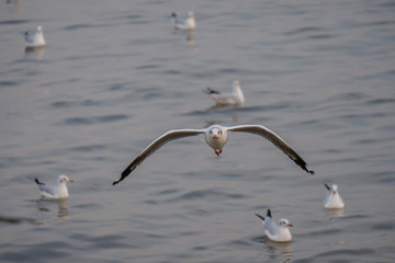White seagull flying.