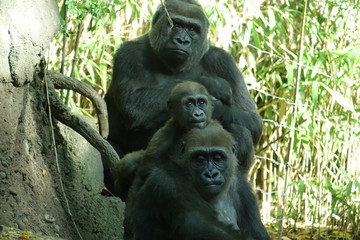Gorilla Family