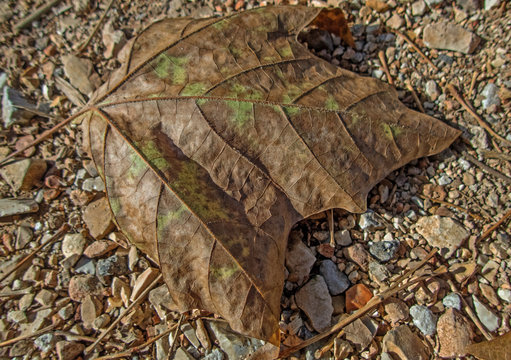 Single brown fall leaf displays itself on the ground