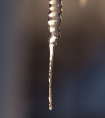 icicles on the nature of the morning