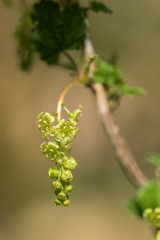 Blossoming Currant