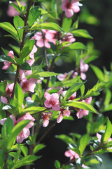 Young peach blossom tree in a beautiful spring garden