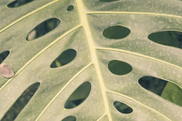 Philodendron tropical Leaf