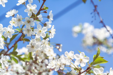 Fototapeta na wymiar branch of cherry blossoms against blue sky