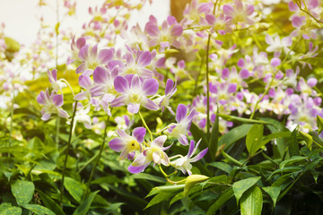 tropical orchids plantation