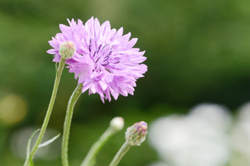 Cornflower in the nature