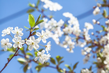 branch of cherry blossoms against blue sky