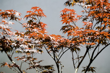 Japanese Maple Tree (Acer palmatum), Los Angeles, CA, USA.