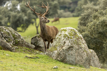 Red deer. Cervus elaphus.