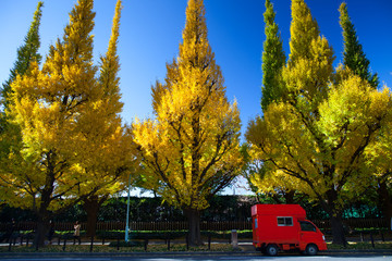 Colorful in the autumn park with clear sky of background located at japan