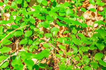 view of young trees in forest