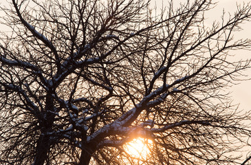 tree in the snow at sunset