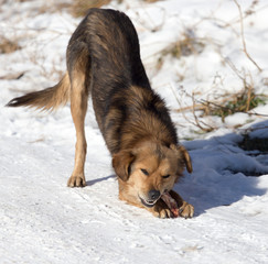 dog eats snow