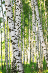 summer in sunny birch forest