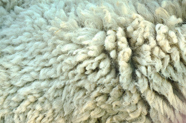 wool sheep