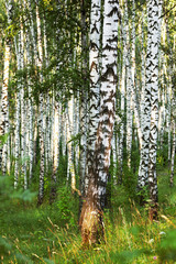 Obraz premium summer in sunny birch forest