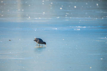 Eurasian Coot, Fulica atra in winter, on a ice cold lake