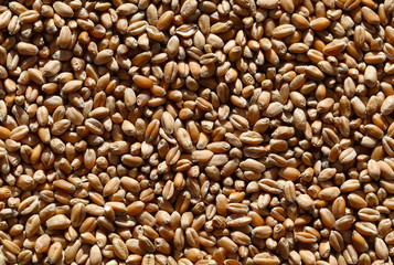 Grain wheat / A thin layer of wheat grain