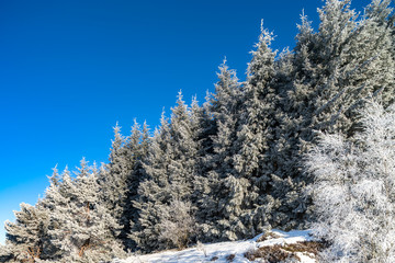 Fototapeta na wymiar Beautiful white frozen trees on blue sky background. Picturesque
