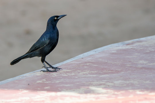 Greater Antillean Grackle