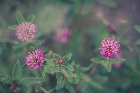 natural summer background, blurred image, shallow depth of field. selective focus. clover