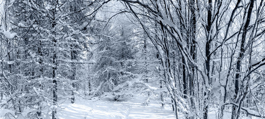 Winter forest with frozen trees majestic view. Winter in nature. Picturesque and gorgeous wintry scene.