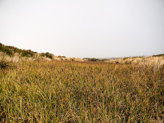 Reeds before sand dunes in fog inside the Oregon Dunes National Recreation Area