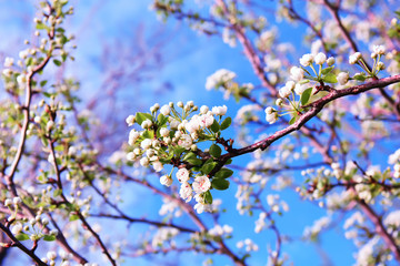 branches of flowering fruit trees in spring against a blue sky. Sunny day.
