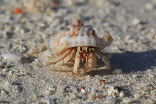 Hermit crab on white sand, Maldives