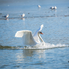 Swan which lands on an ice cold lake