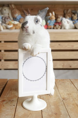 ND rabbit or Netherlands Dwarf Rabbit or cute bunny holding the empty cafe sign, selective focus on...