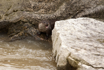 Otter. Lutra lutra