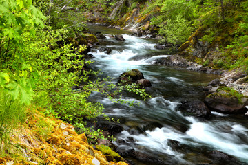 Naklejka na ściany i meble Running water in Mount Rainier national park