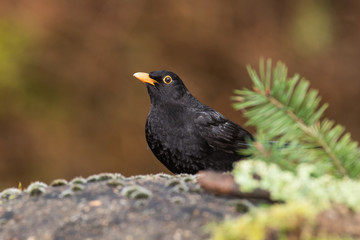 Blackbird, Turdus merula